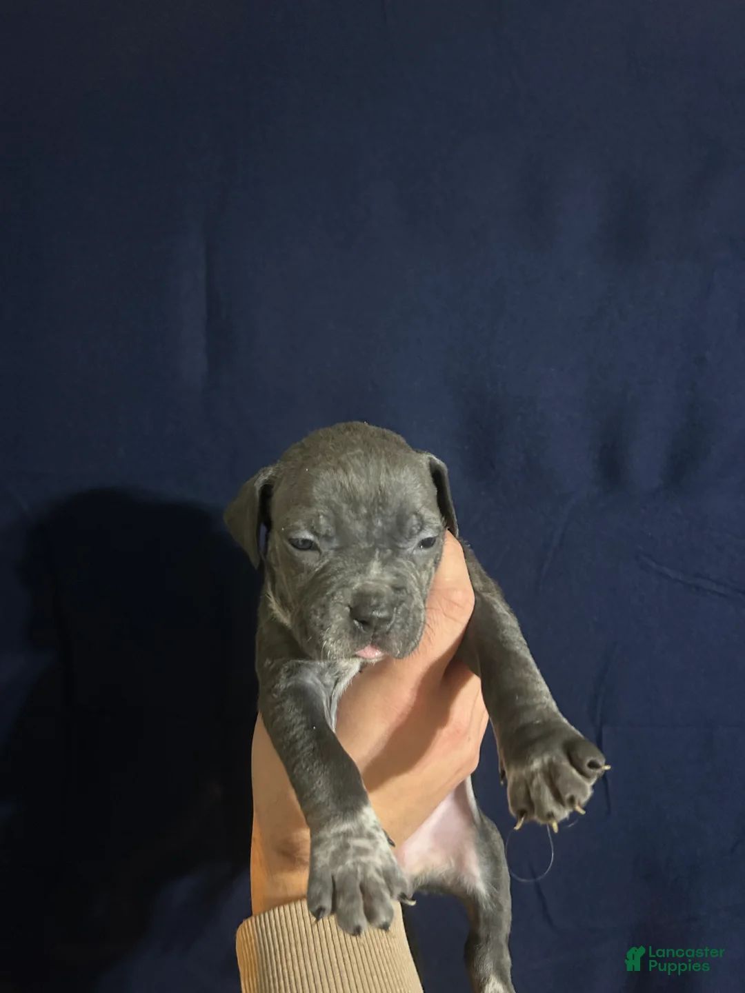 American Bully dogs for sale: American Bully 4 - Ad 1