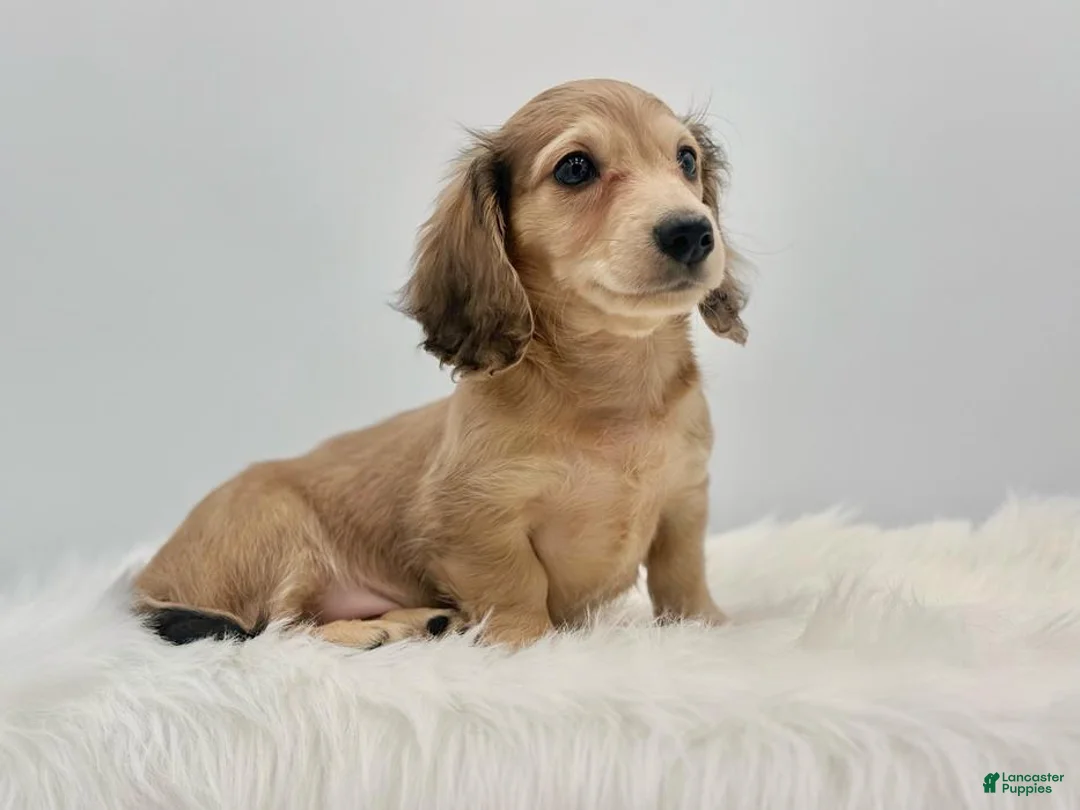 Dachshund dogs for sale: Dunkin  - Ad 2