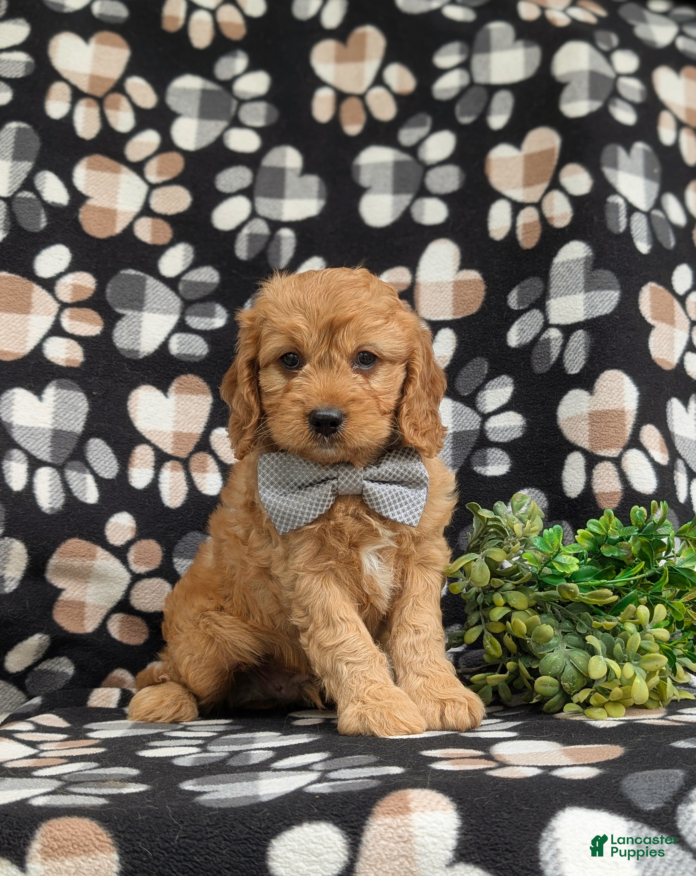 Cavapoo dogs for sale: Cruz - Ad 2
