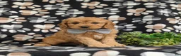 Cavapoo dogs for sale: Cruz - Ad 1