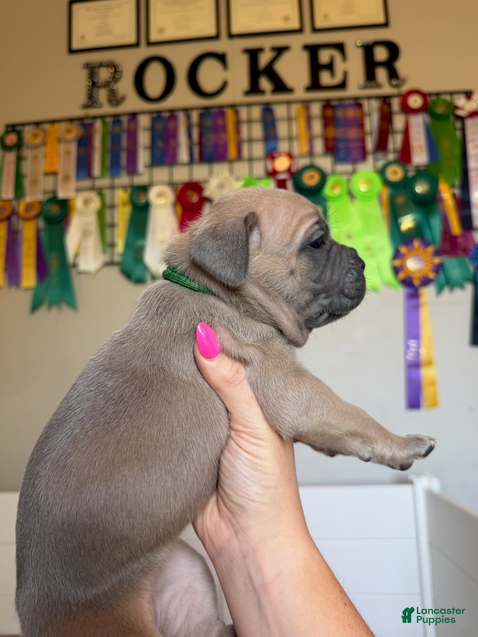 Cane Corso dogs Cane Corso Female 6 (Green) - Ad 8
