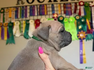 Cane Corso dogs Cane Corso Female 6 (Green) - Ad 8
