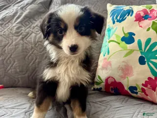 Miniature Australian Shepherd dogs for sale: Miniature Australian Shepherd Puppy 2 - Ad 2