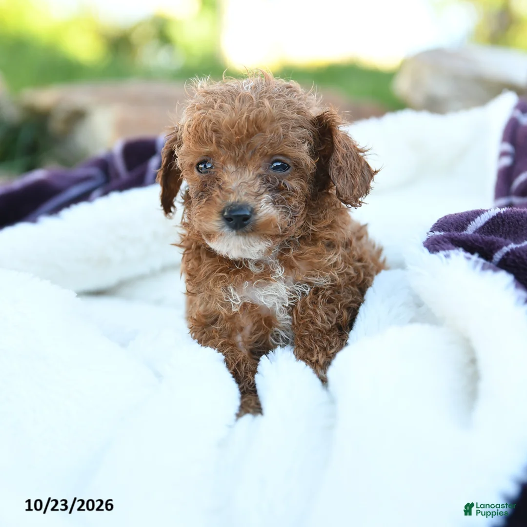 Miniature Poodle dogs for sale: Sadie - Ad 2