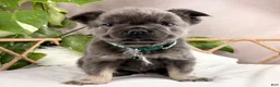 French Bulldog dogs for sale: Gigi - Ad 19