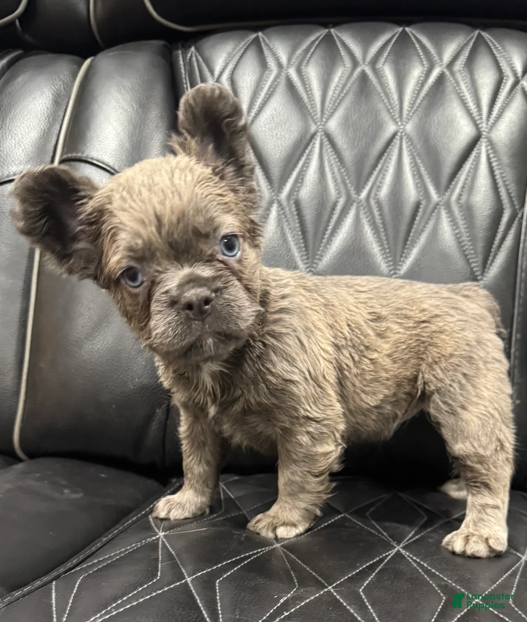 French Bulldog dogs for sale: FLUFFY ROXY - Ad 6