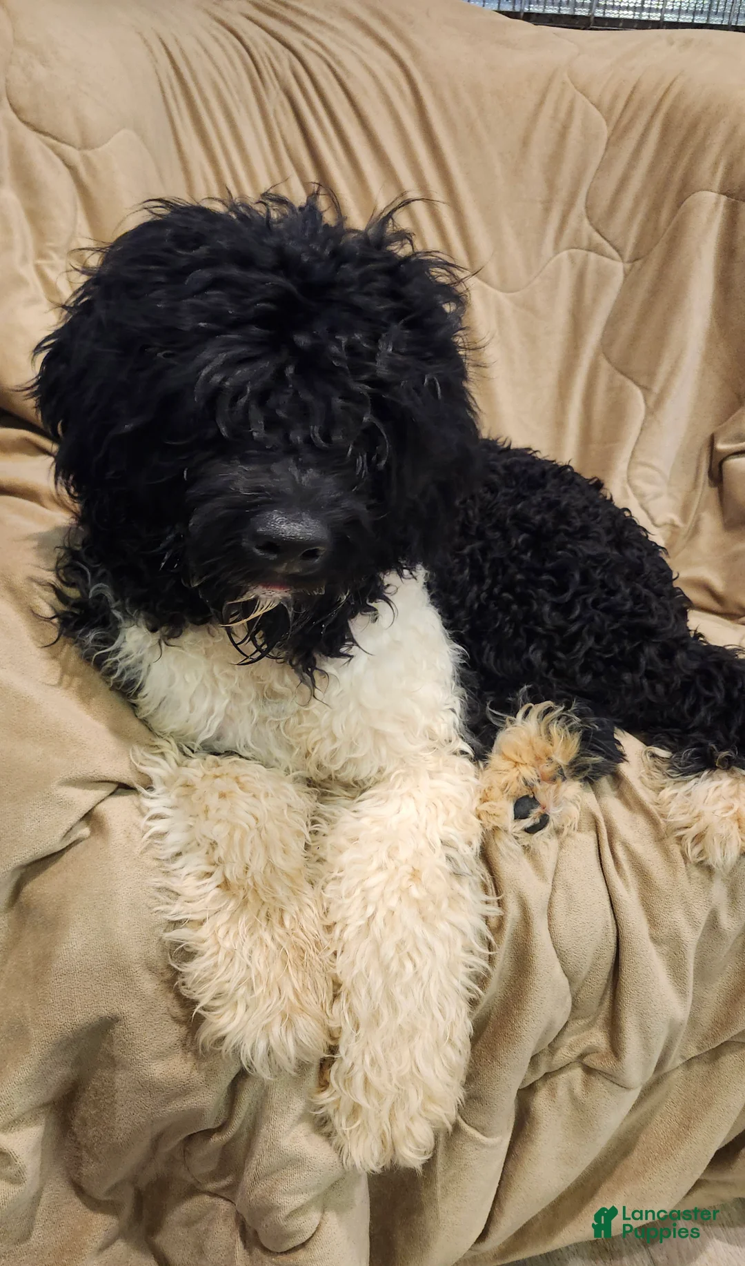 Portuguese Water Dog dogs for sale: Portuguese Water Dog Puppy 1 - Ad 1