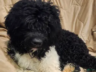 Portuguese Water Dog dogs Portuguese Water Dog Puppy 1 - Ad 18
