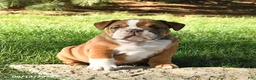 English Bulldog dogs for sale: Diamond - Ad 4