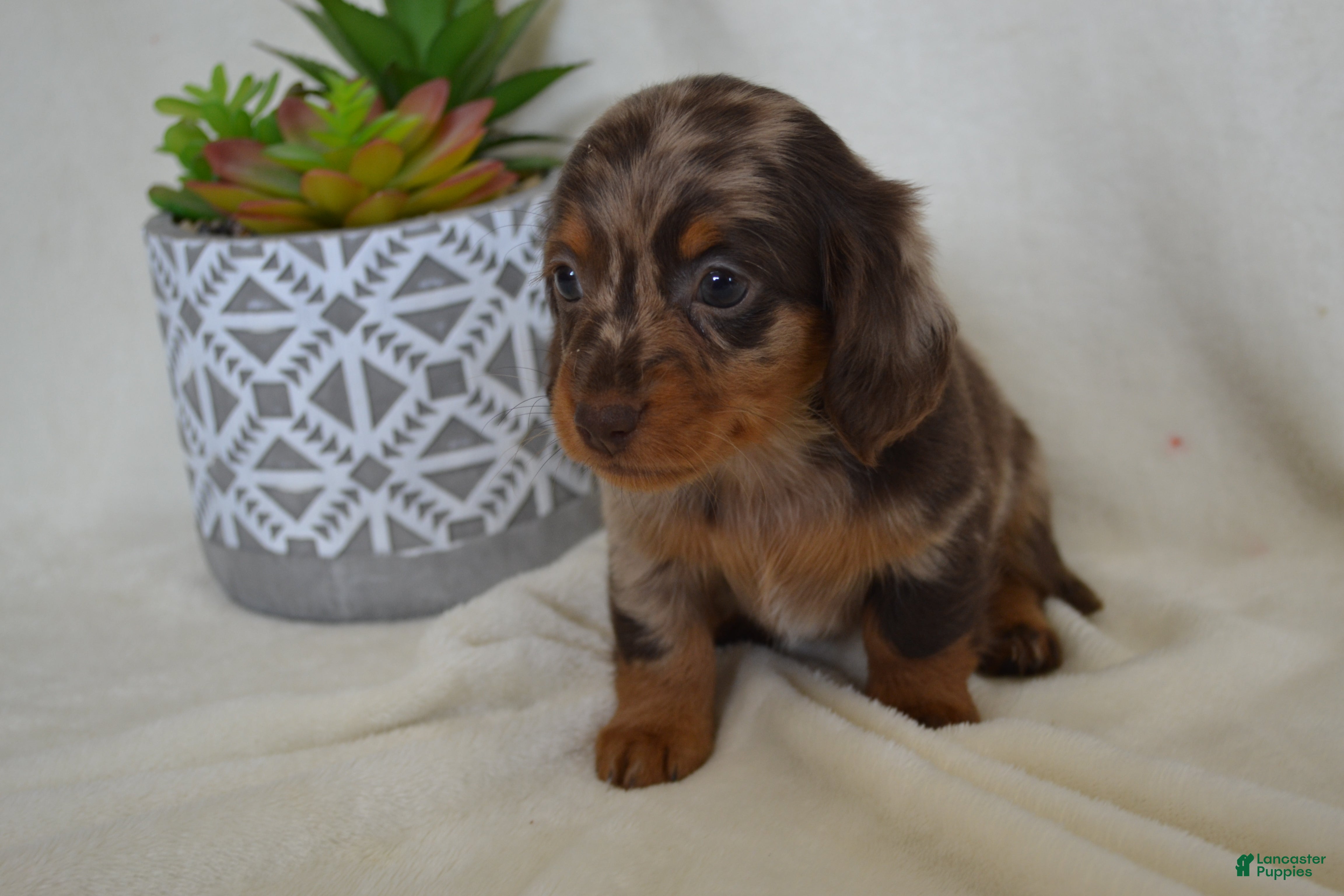 Dachshund dogs Sage - Ad 2