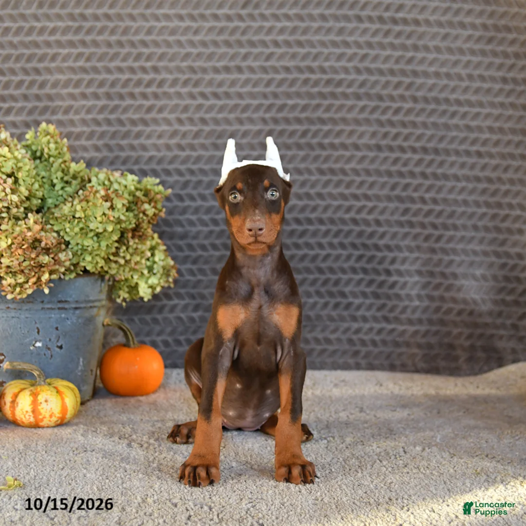 Doberman Pinscher dogs for sale: Nova - Ad 5