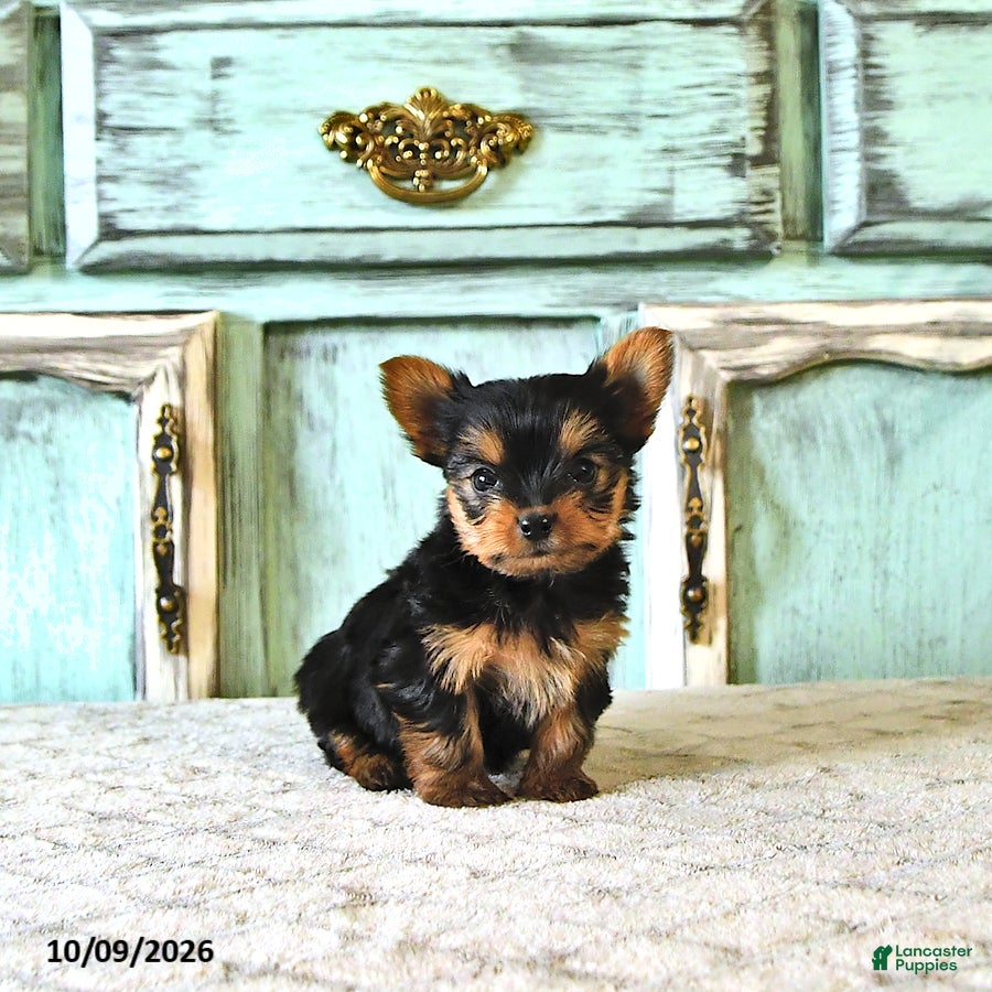 Yorkshire Terrier dogs Penny - Ad 2