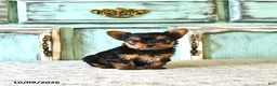 Yorkshire Terrier dogs for sale: Penny - Ad 2