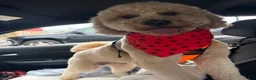 Mini Goldendoodle dogs for sale: Mini Goldendoodle 1 - Ad 1