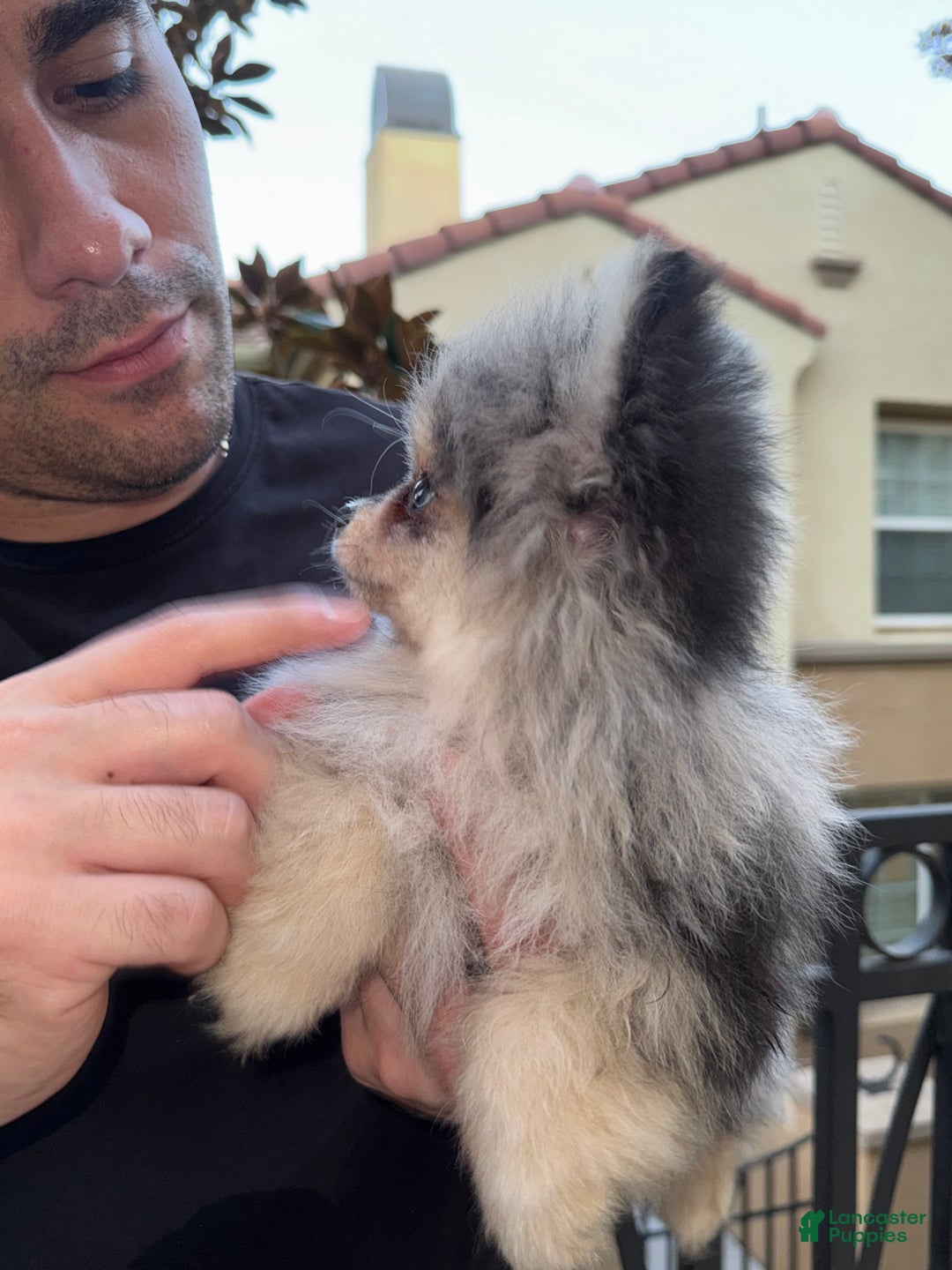 Pomeranian dogs for sale: Lou Lou  - Ad 5