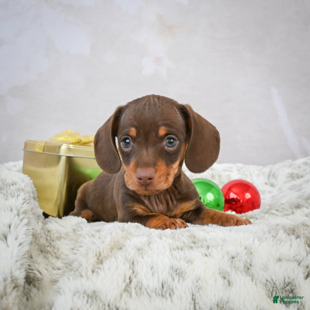 Miniature Dachshund dogs for sale: Peanut - Ad 6