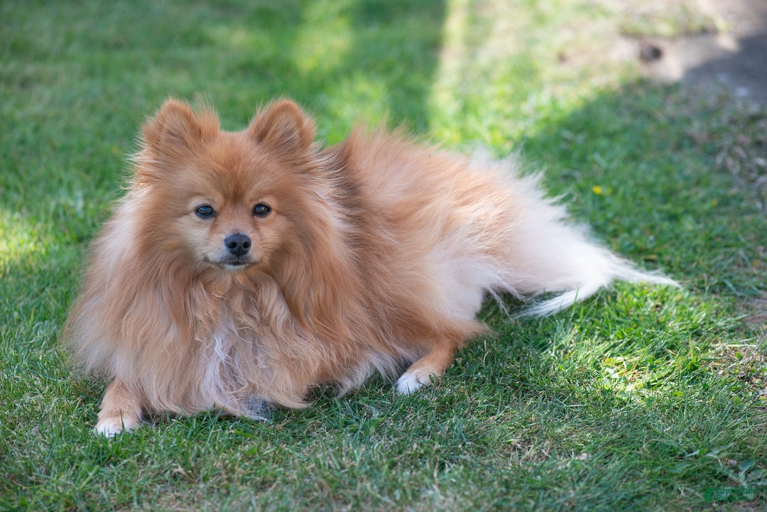 Pomeranian dogs for sale: Gizmo - Ad 9
