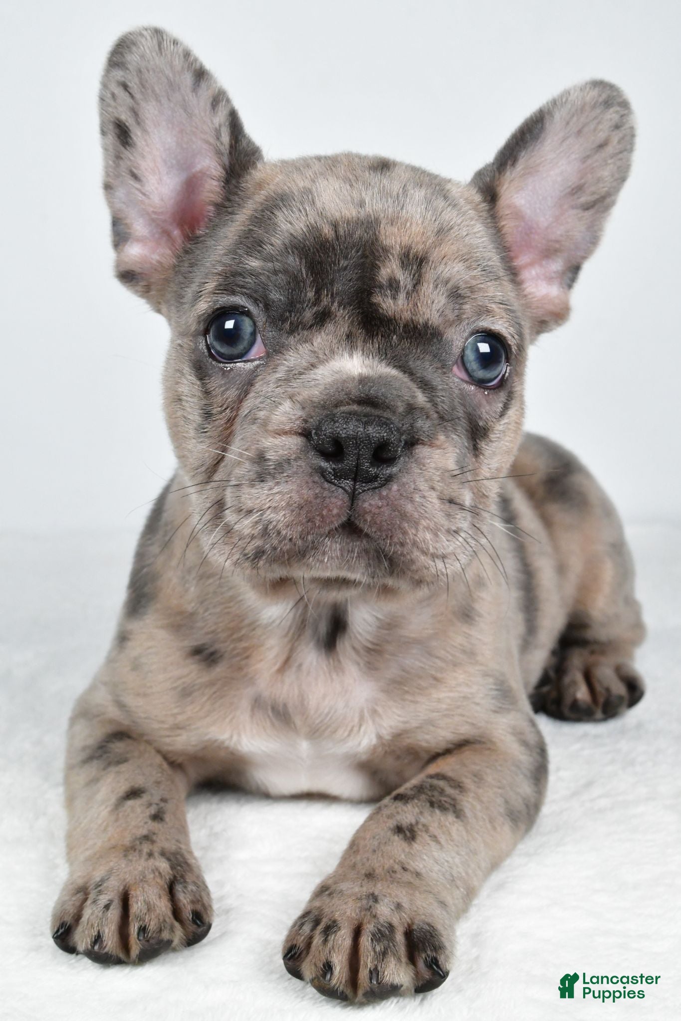 Frenchton dogs Frank - Ad 2