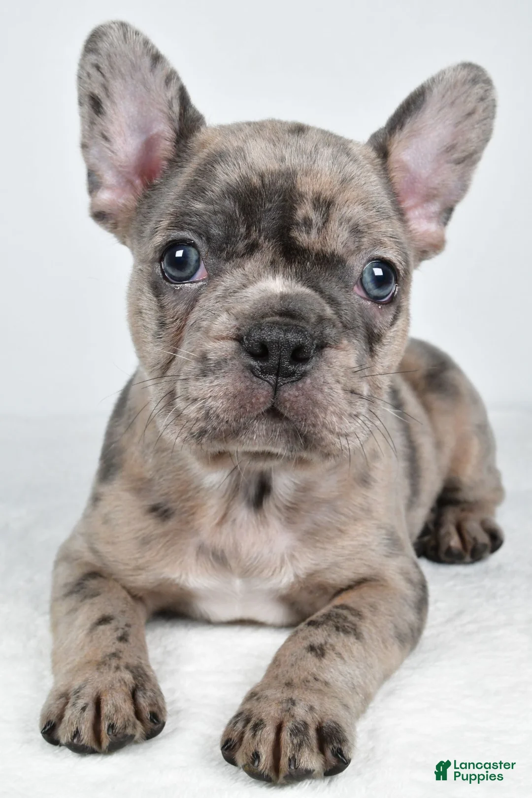 Frenchton dogs for sale: Frank - Ad 2