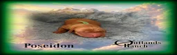 Golden Retriever dogs for sale: Poseidon~Green Collar - Ad 7
