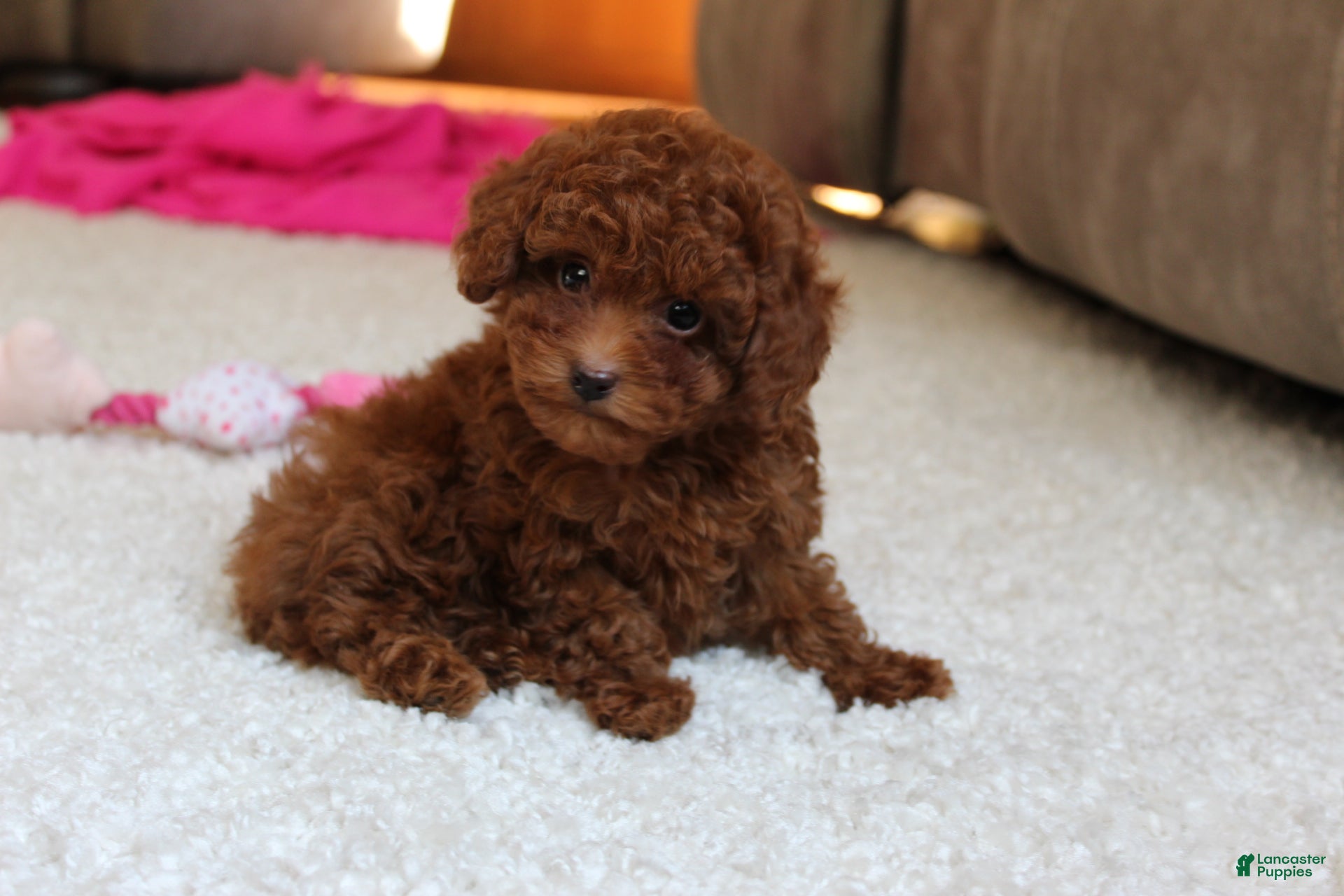 Toy Poodle dogs Mia - Ad 2