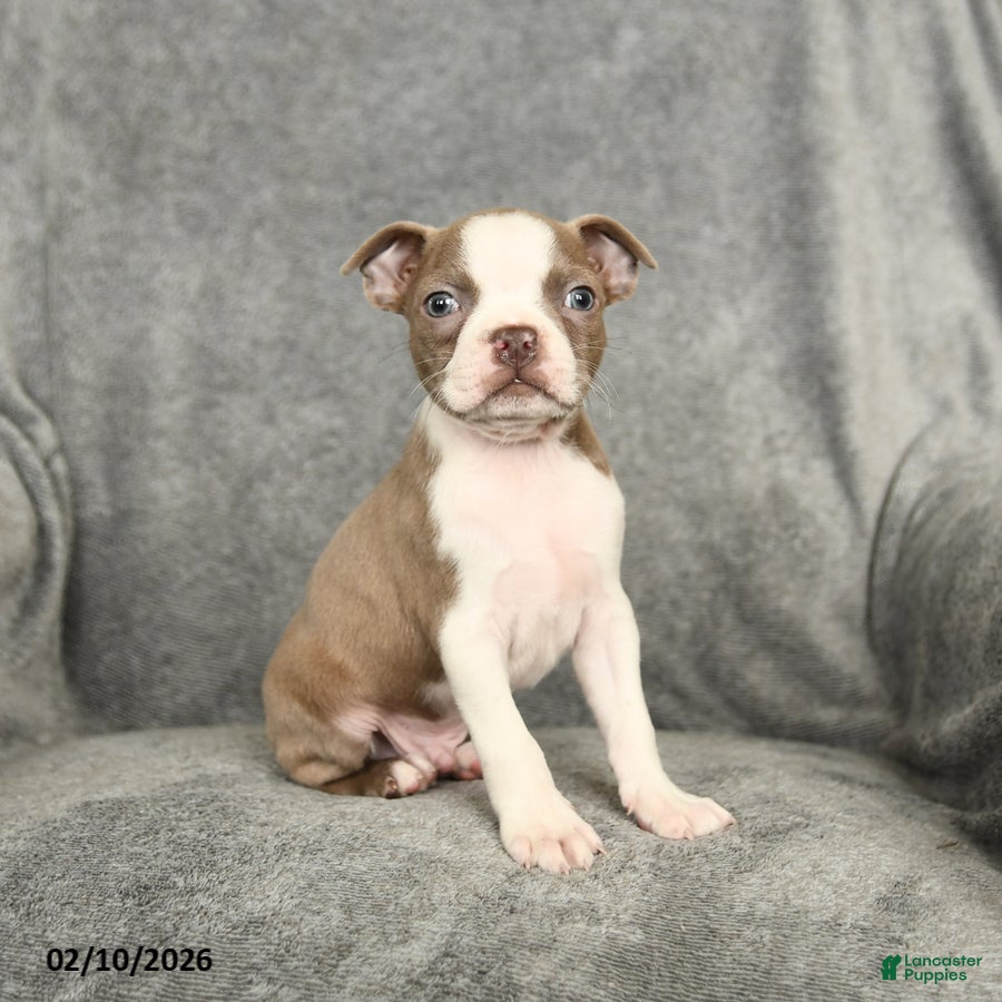 Boston Terrier dogs Dakota - Ad 8