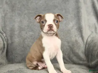 Boston Terrier dogs Dakota - Ad 8