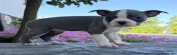 Boston Terrier dogs for sale: Cece - Ad 4