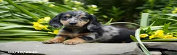 Miniature Dachshund dogs for sale: Splash - Ad 5