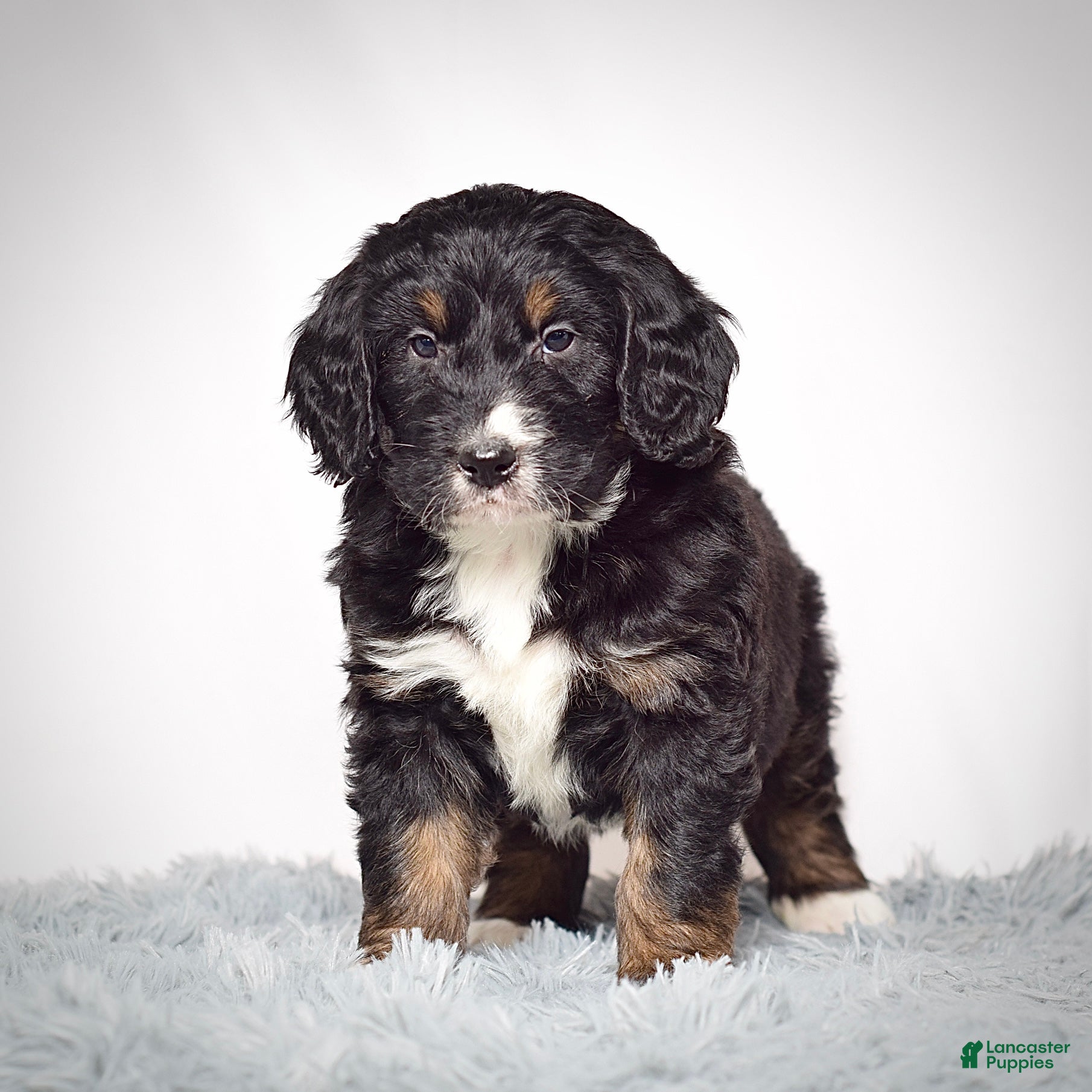 Bernedoodle dogs Mr.  Virgil - Ad 8