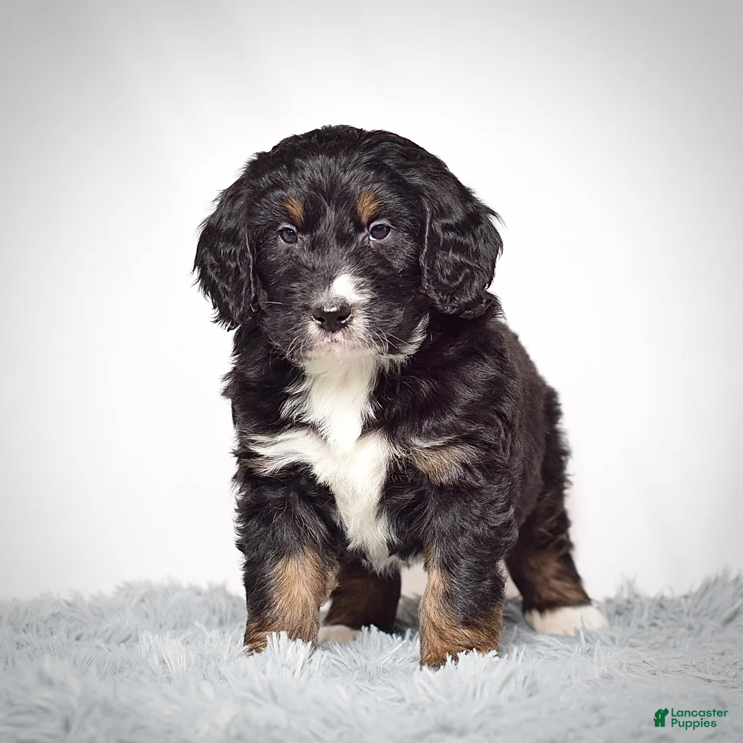 Bernedoodle dogs for sale: Mr.  Virgil - Ad 1