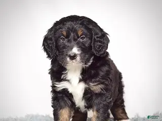 Bernedoodle dogs Mr. Virgil - Ad 8