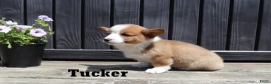 Tucker
