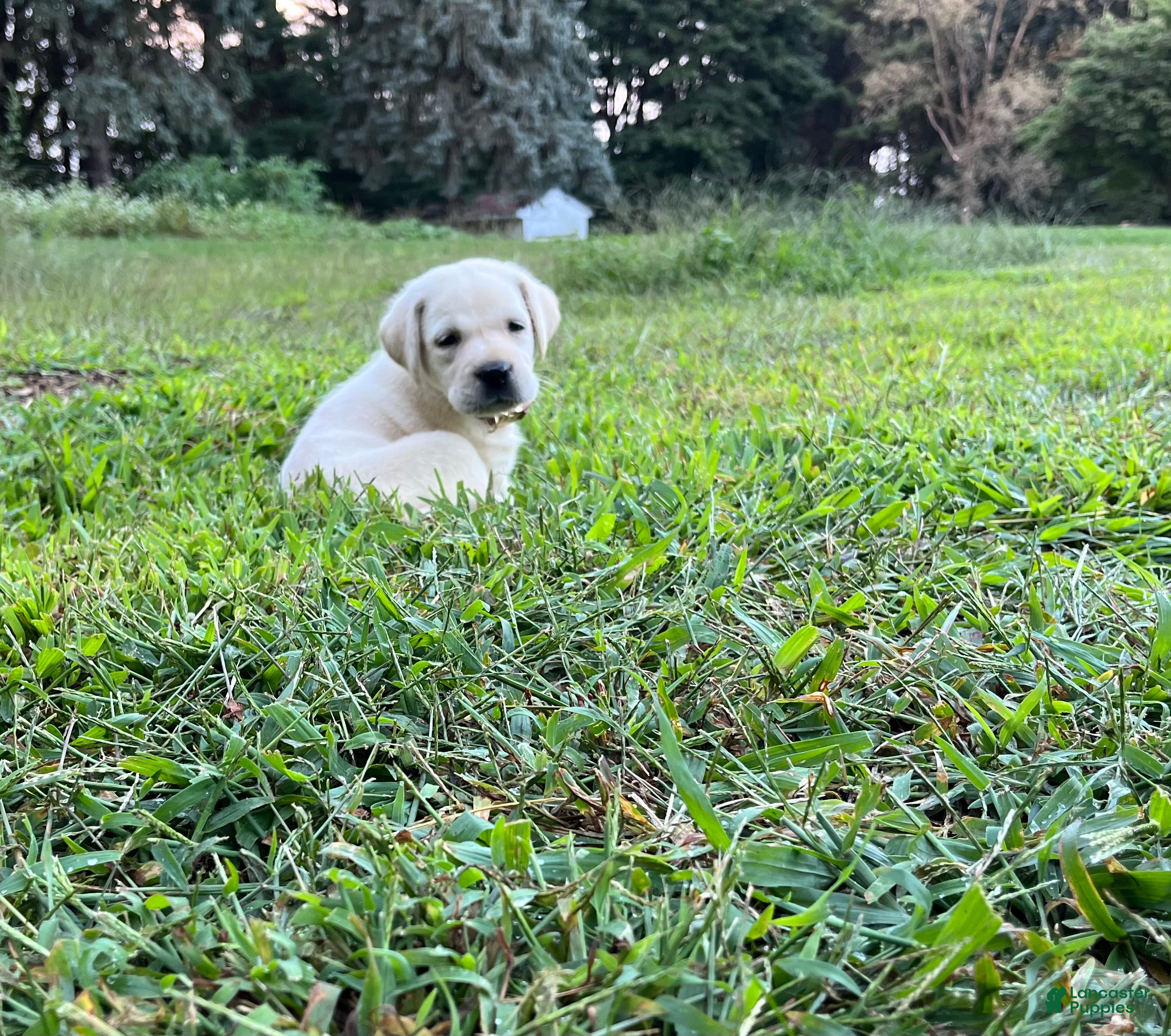Labrador Retriever dogs Daisy - Ad 1