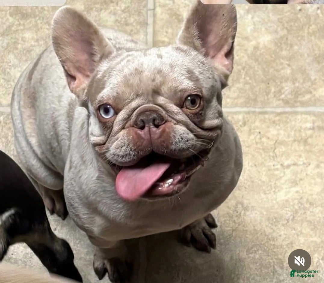 French Bulldog dogs French Bulldog 2 - Ad 2