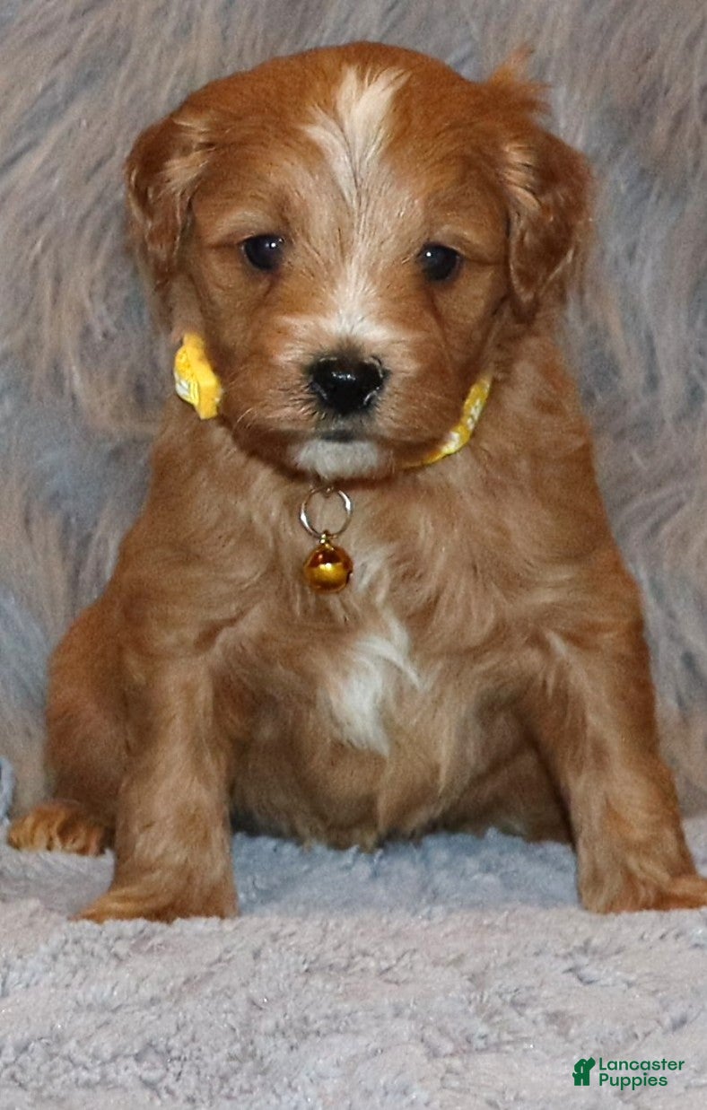 Mini Goldendoodle dogs Winslow 💙 Genetic Clear Parents - Ad 29
