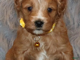 Mini Goldendoodle dogs Winslow 💙 Genetic Clear Parents - Ad 29