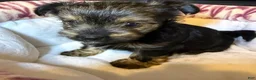 Yorkshire Terrier dogs for sale: Eclipse  - Ad 5