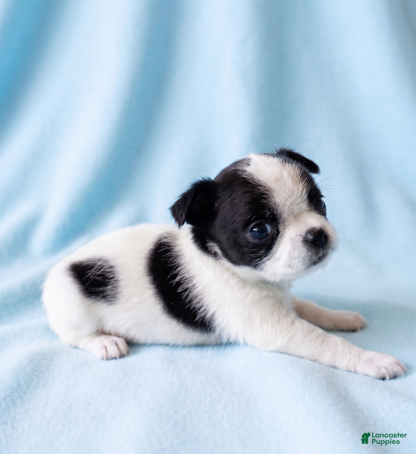 Mixed Breed dogs Buster - Ad 2