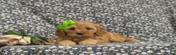 Cavapoo dogs for sale: Camryn - Ad 5