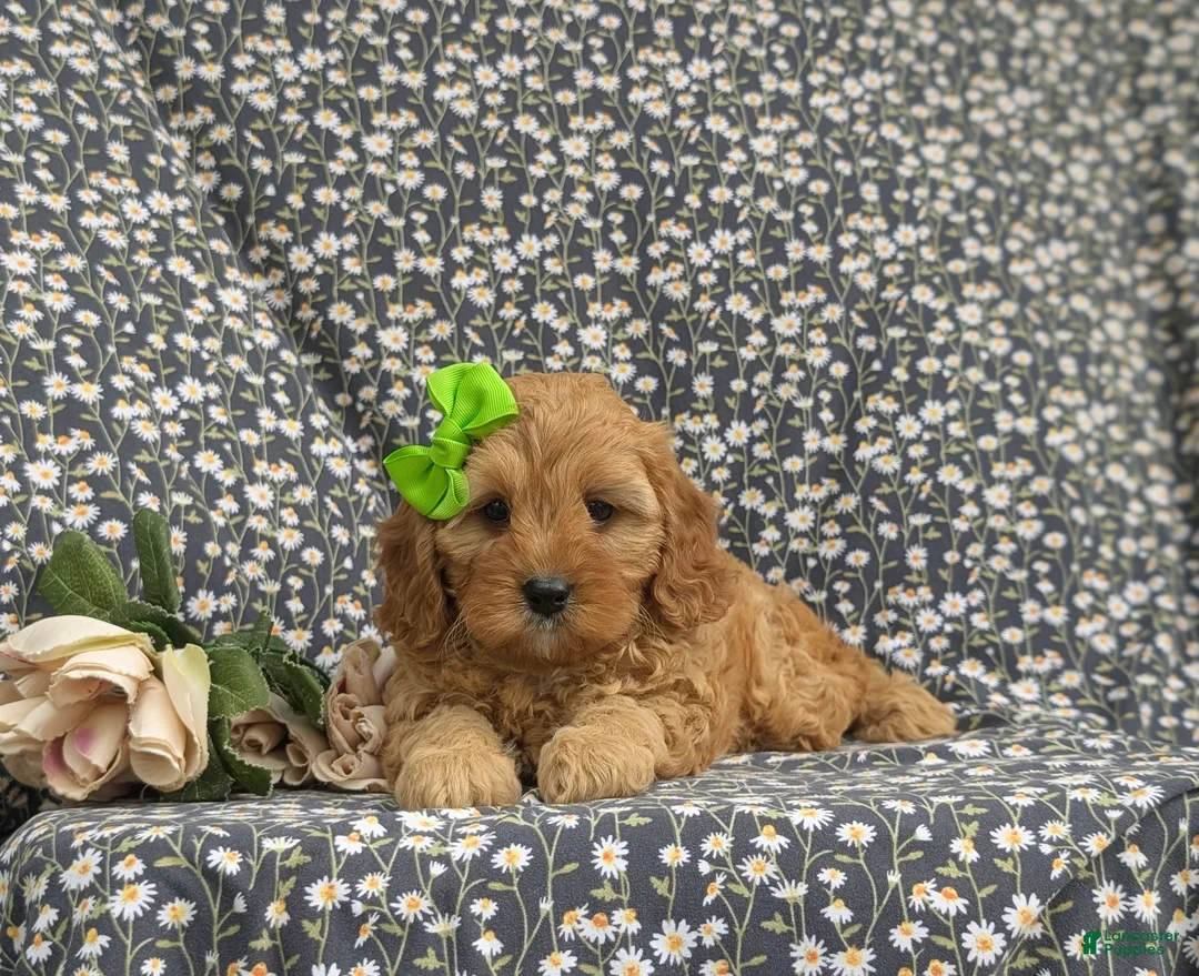 Cavapoo dogs for sale: Camryn - Ad 5