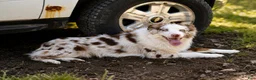 Australian Shepherd dogs for stud: Goose - Ad 2