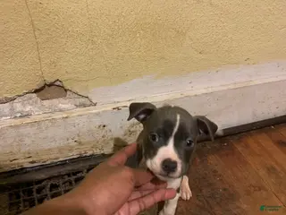 American Bully dogs American Bully Puppy 7 - Ad 41