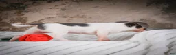 Chihuahua dogs for sale: Alex - Ad 6