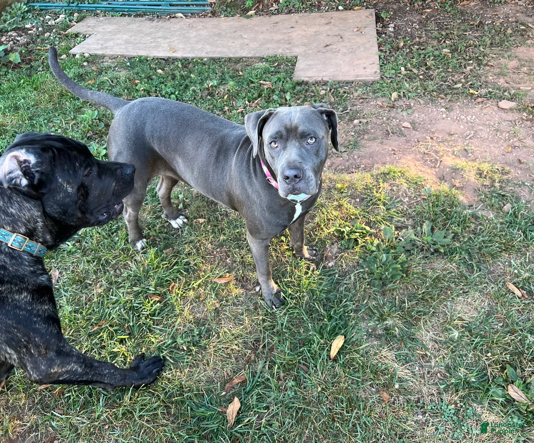 Mixed Breed dogs for sale: Mixed Breed Puppy 1 - Ad 3