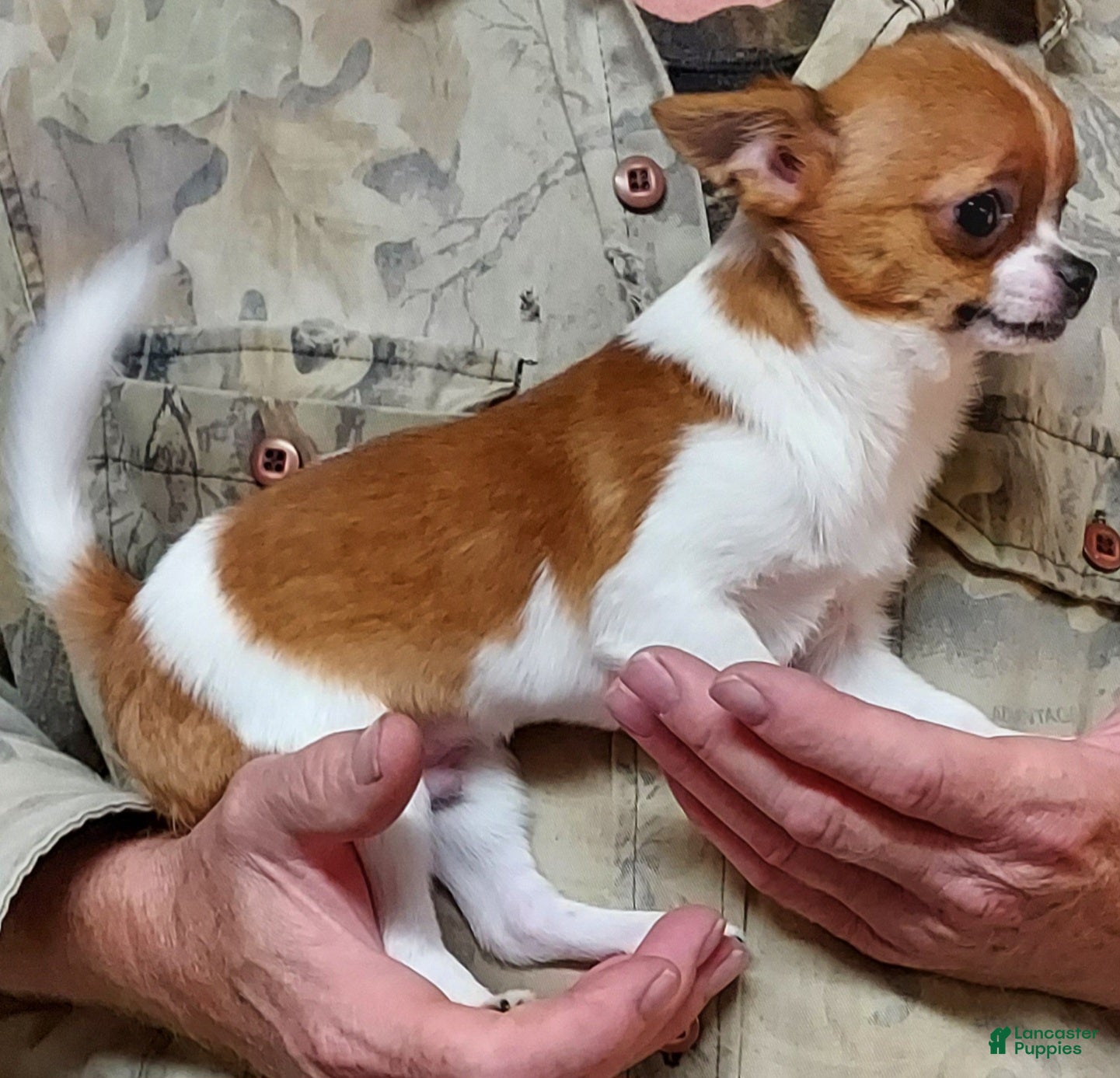 Pomchi dogs P. Sherman - Ad 2