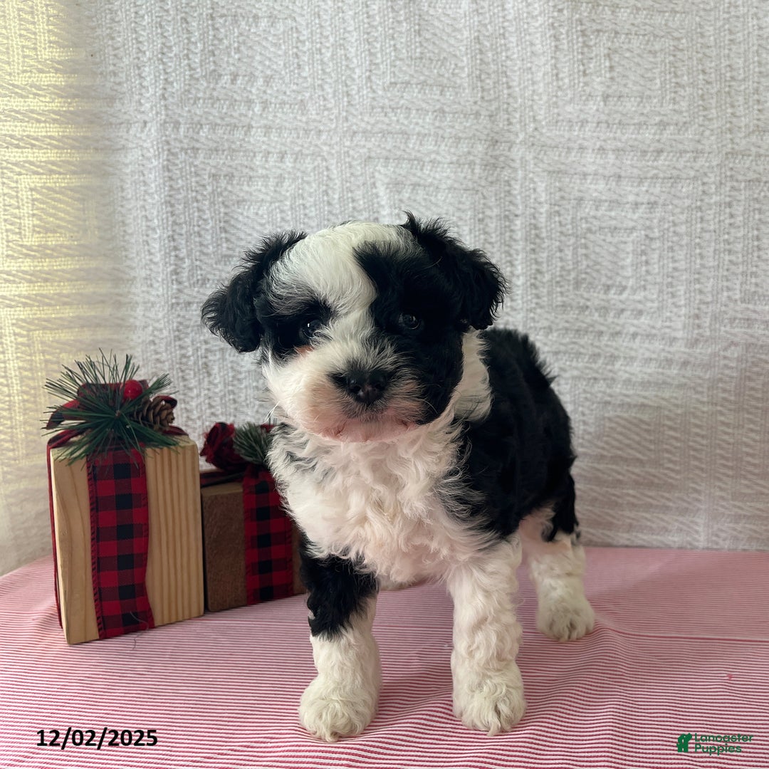 Mini Aussiedoodle dogs for sale: Marley - Ad 3