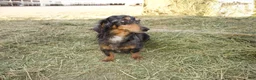 Dachshund dogs for sale: Dachshund Puppy 1 - Ad 2