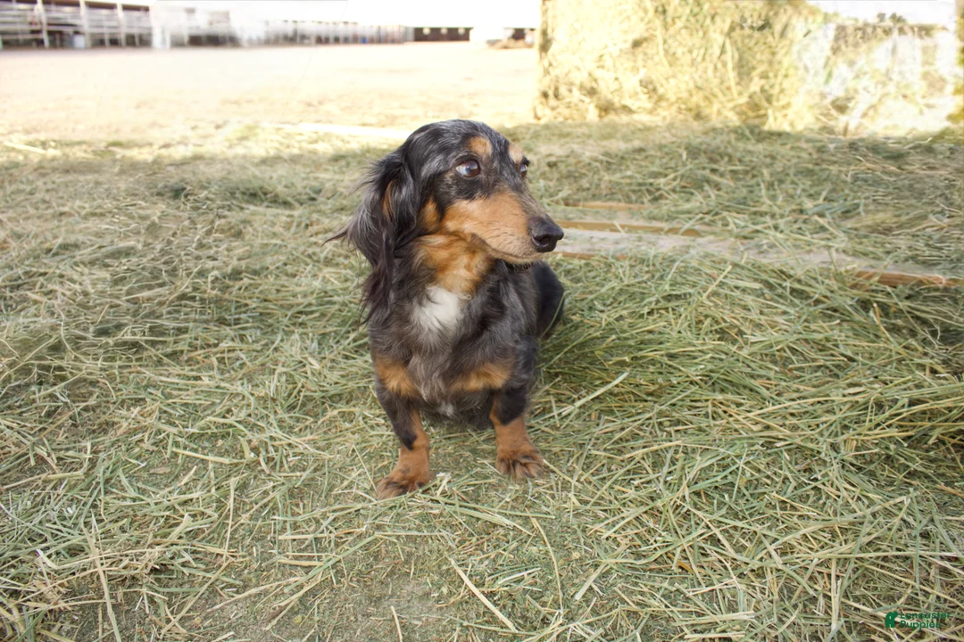 Dachshund dogs for sale: Dachshund Puppy 1 - Ad 2