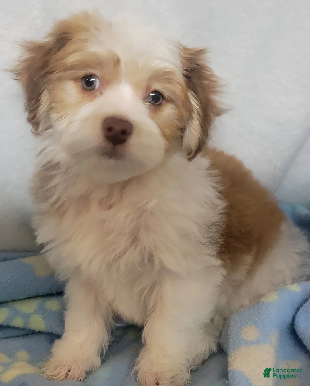 Mixed Breed dogs for sale:  coco1 - Ad 5